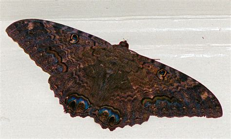 Ancient Beliefs and Traditions Surrounding the Black Witch Moth's Good Luck